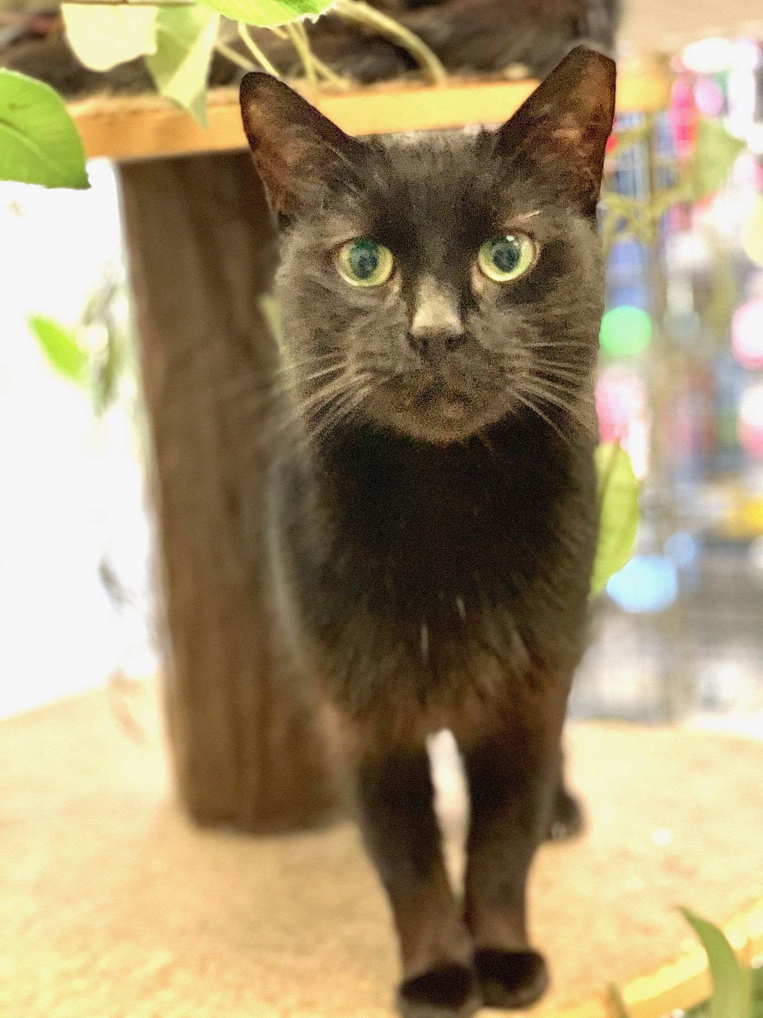 Blackberry, an adoptable Domestic Short Hair in Margate, FL, 33068 | Photo Image 1