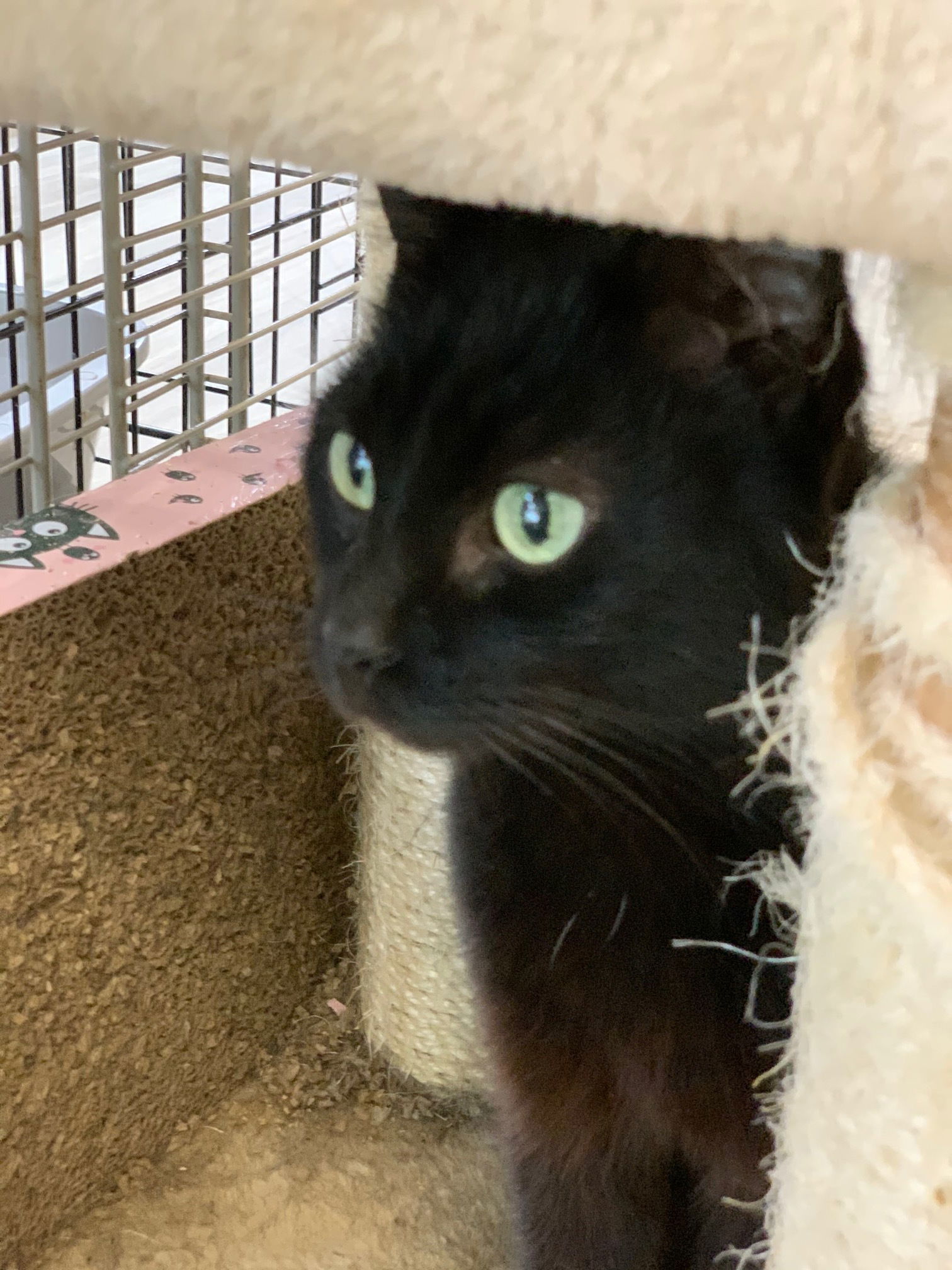 Blackberry, an adoptable Domestic Short Hair in Margate, FL, 33068 | Photo Image 6