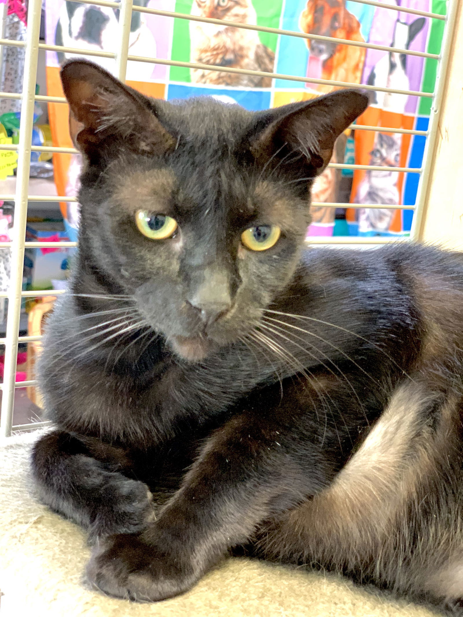 George, an adoptable Domestic Short Hair in Margate, FL, 33068 | Photo Image 2