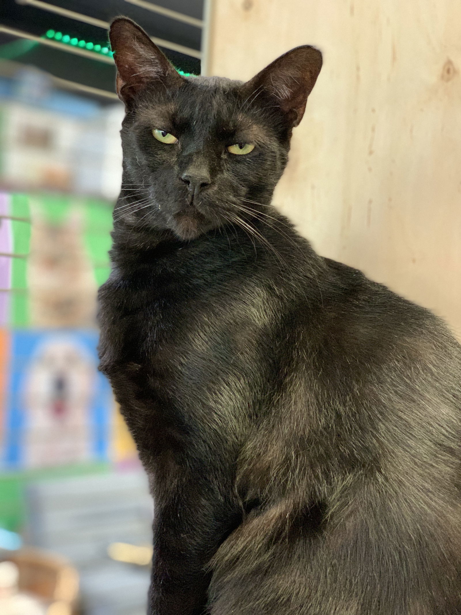 George, an adoptable Domestic Short Hair in Margate, FL, 33068 | Photo Image 1