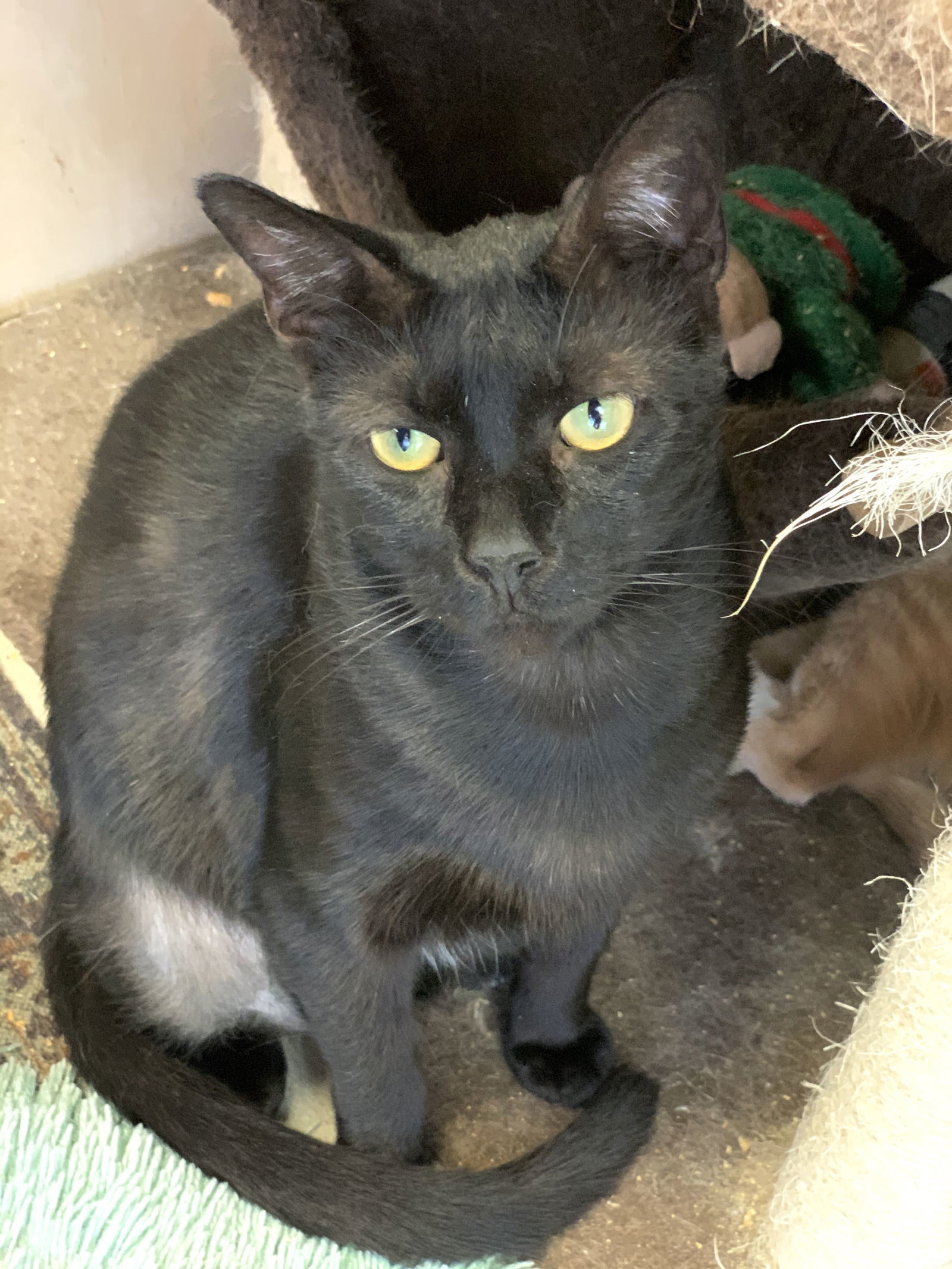 George, an adoptable Domestic Short Hair in Margate, FL, 33068 | Photo Image 5