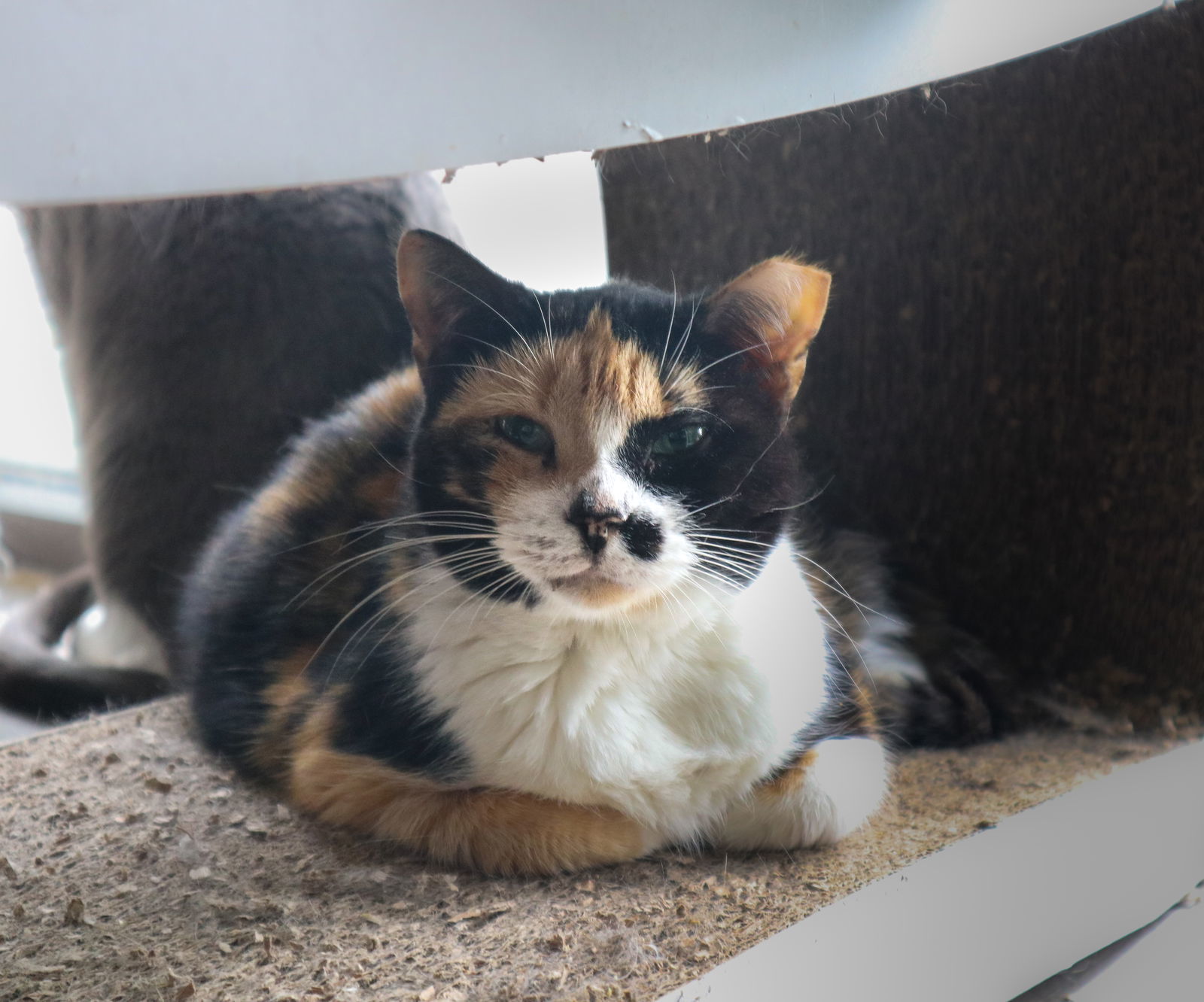 Tatty, an adoptable Calico in Margate, FL, 33068 | Photo Image 2