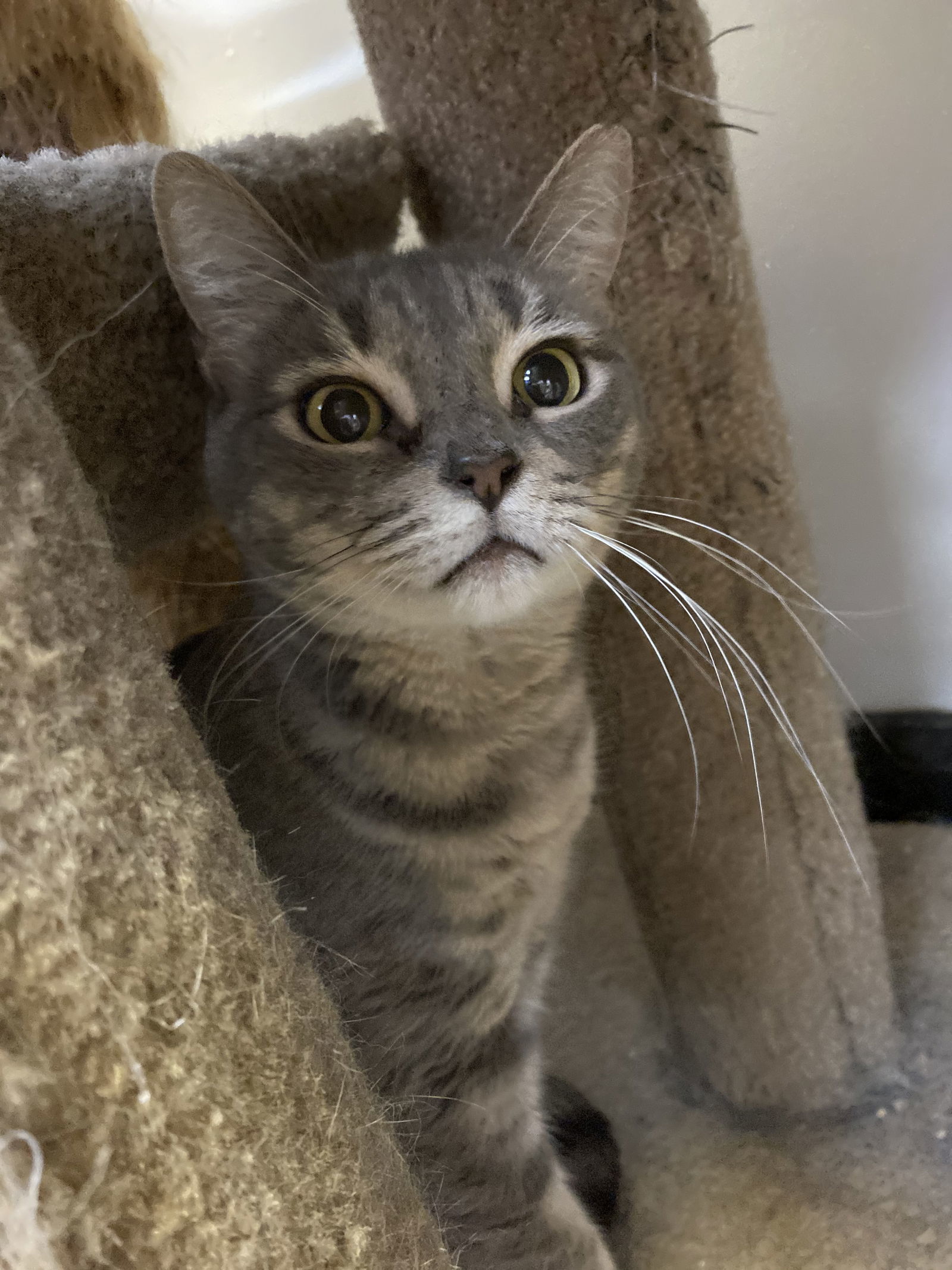 Lady, an adoptable Domestic Short Hair in Margate, FL, 33068 | Photo Image 1