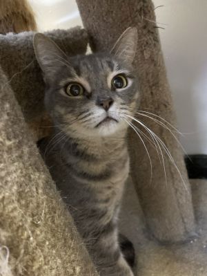 Lady, Adult Female unknown