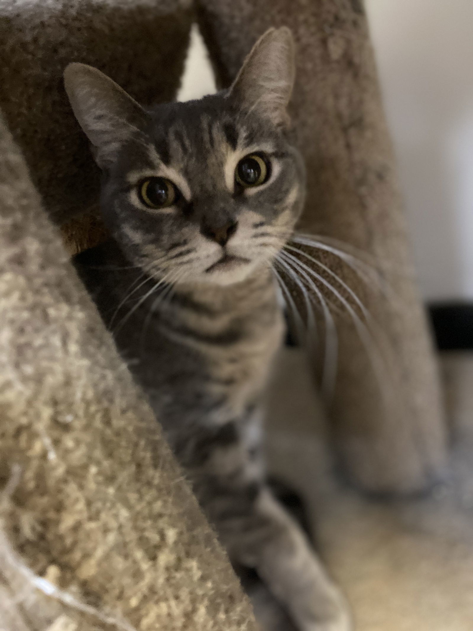 Lady, an adoptable Domestic Short Hair in Margate, FL, 33068 | Photo Image 4