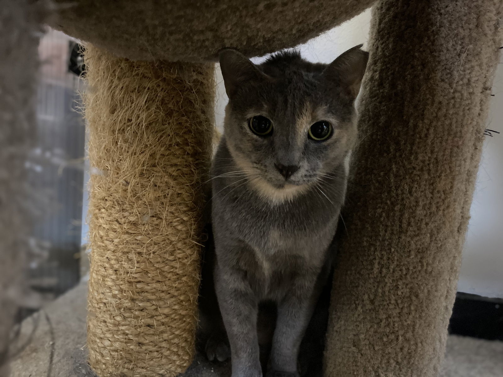 Pearl, an adoptable Dilute Calico in Margate, FL, 33068 | Photo Image 1