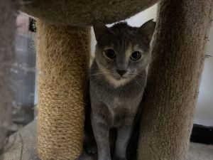 Pearl, Adult Female unknown