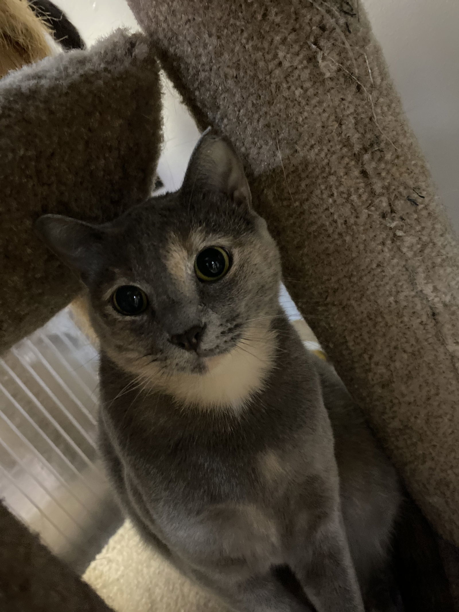 Pearl, an adoptable Dilute Calico in Margate, FL, 33068 | Photo Image 4