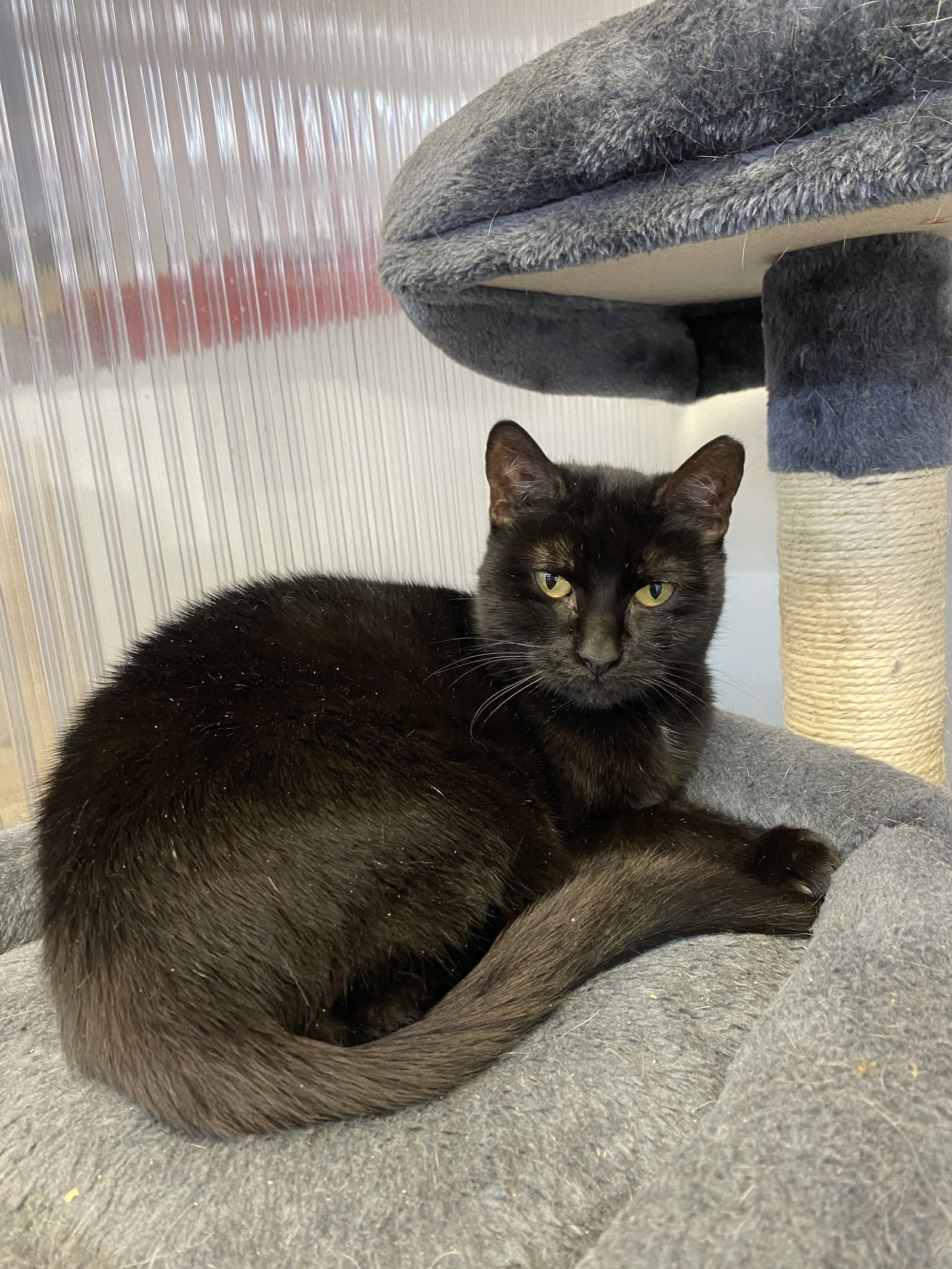 Lara, an adoptable Domestic Short Hair in Margate, FL, 33068 | Photo Image 1