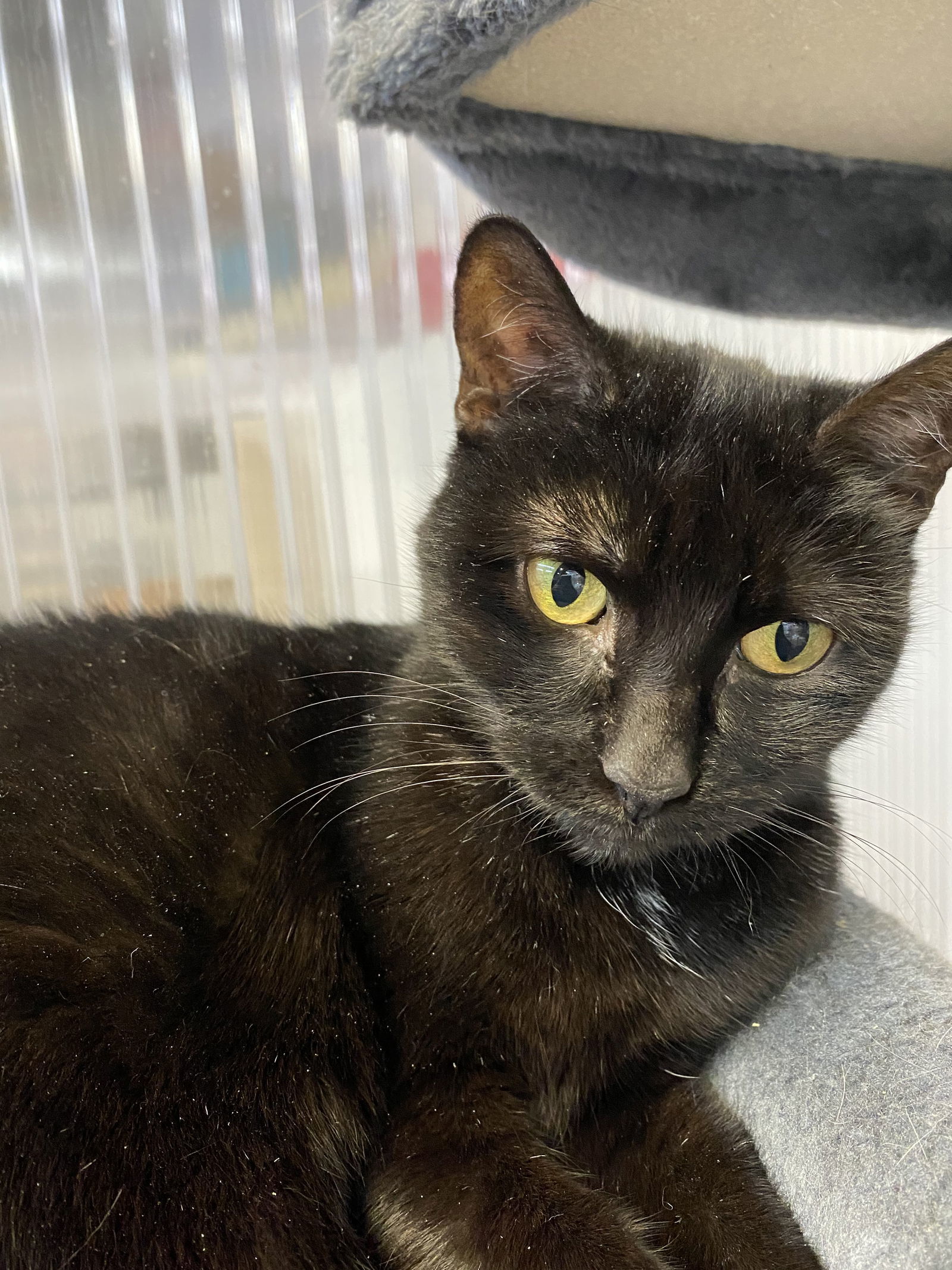 Lara, an adoptable Domestic Short Hair in Margate, FL, 33068 | Photo Image 5