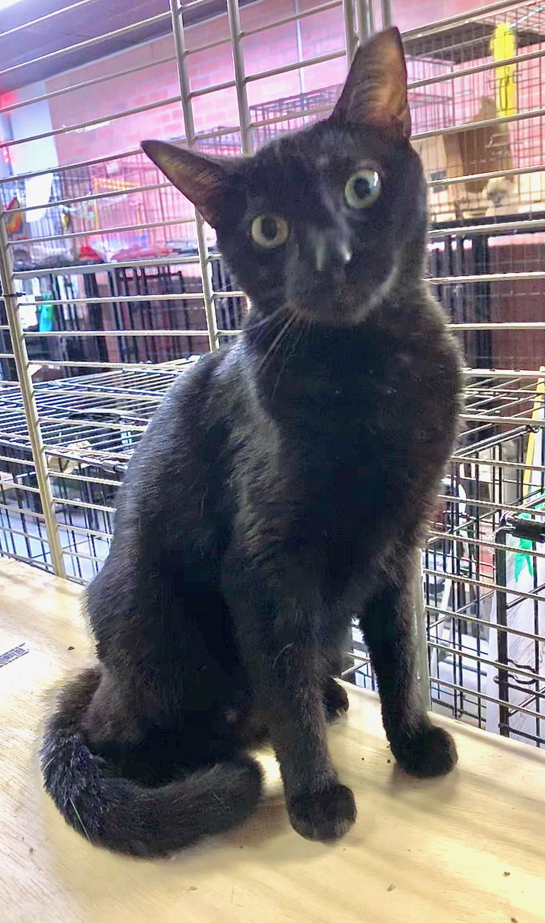 Mike, an adoptable Domestic Short Hair in Margate, FL, 33068 | Photo Image 1