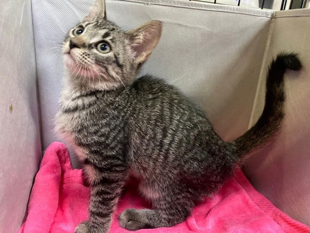 Houdini, an adoptable Domestic Short Hair in Margate, FL, 33068 | Photo Image 1