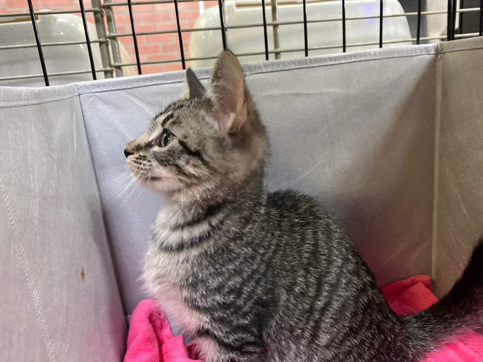 Houdini, an adoptable Domestic Short Hair in Margate, FL, 33068 | Photo Image 4