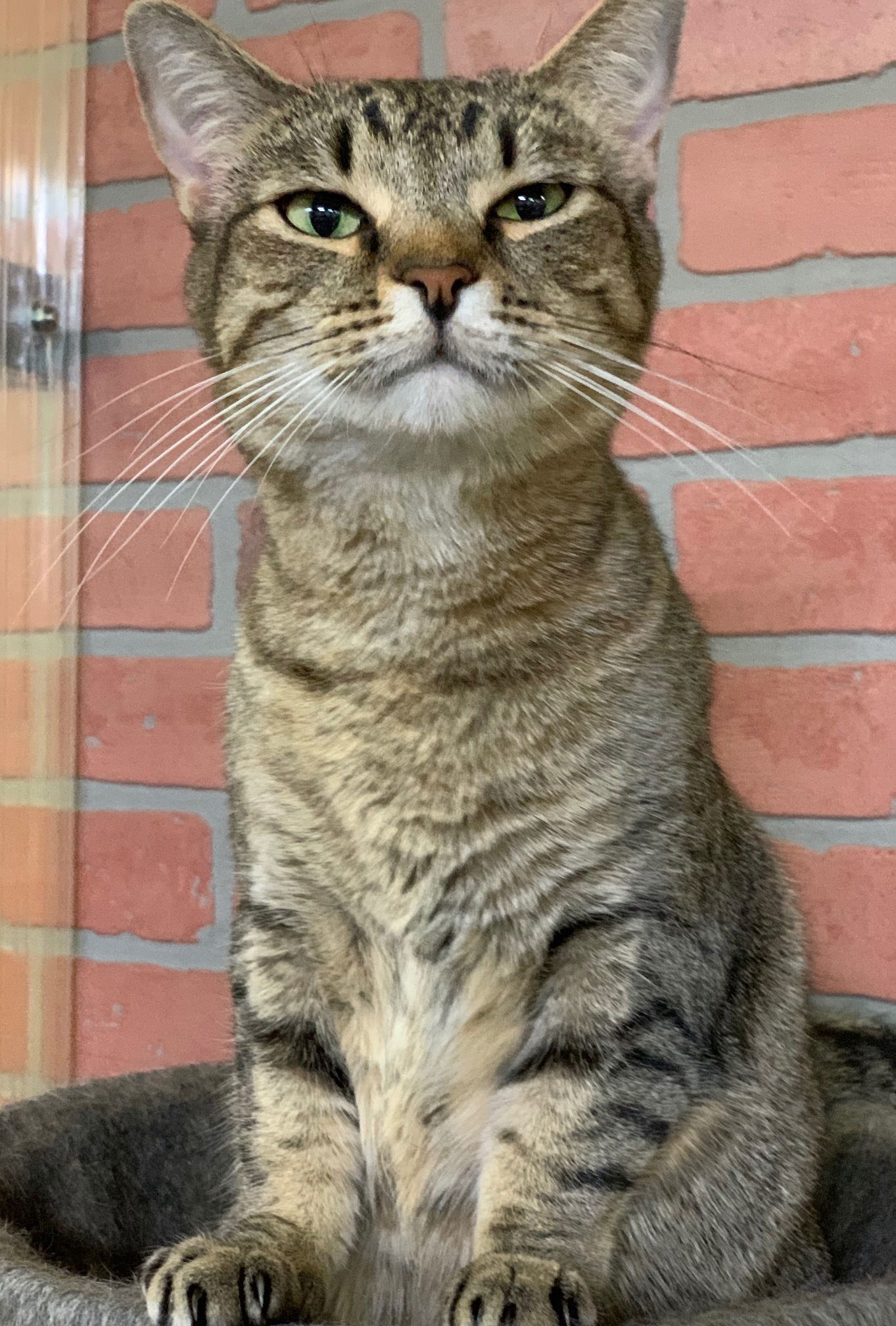 Jessica, an adoptable Domestic Short Hair in Margate, FL, 33068 | Photo Image 5