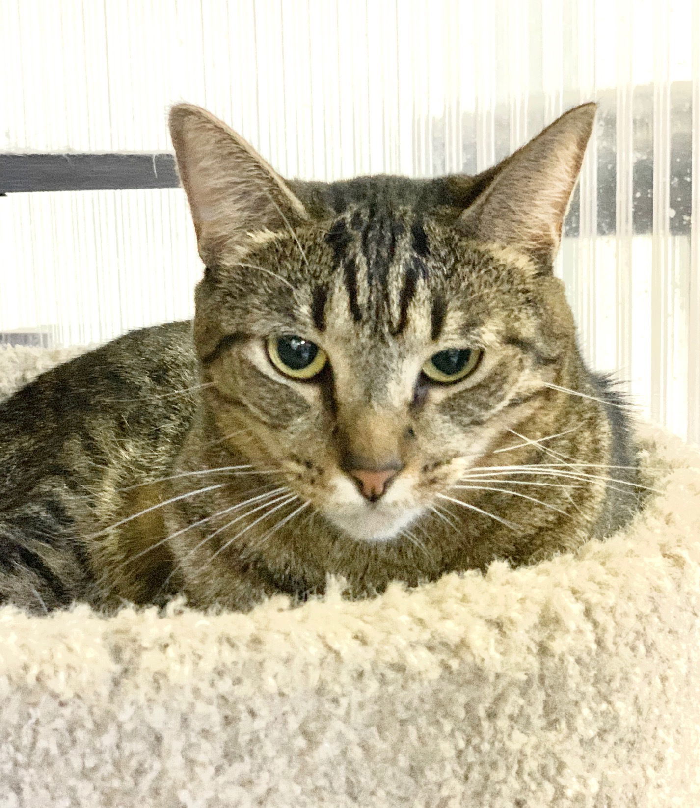 Jessica, an adoptable Domestic Short Hair in Margate, FL, 33068 | Photo Image 6