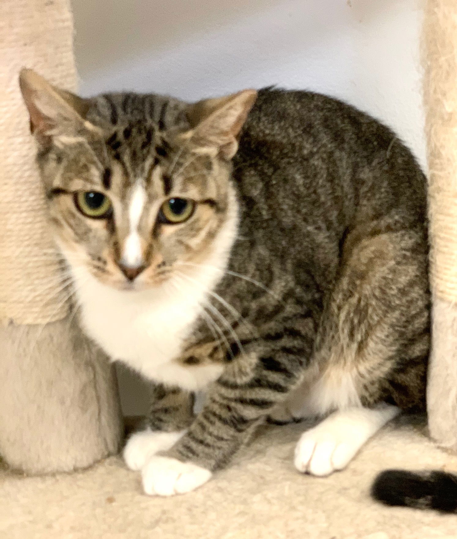 Jennifer, an adoptable Domestic Short Hair in Margate, FL, 33068 | Photo Image 2