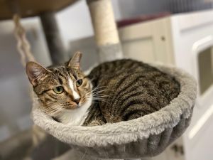 Jennifer, Young Female Domestic Short Hair