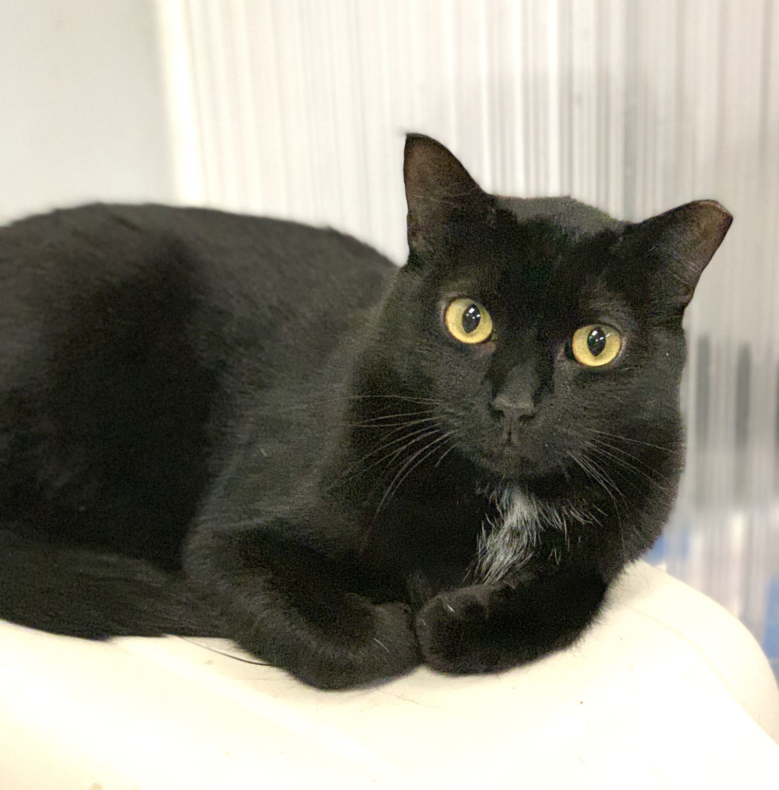 Danielle, an adoptable Domestic Short Hair in Margate, FL, 33068 | Photo Image 1