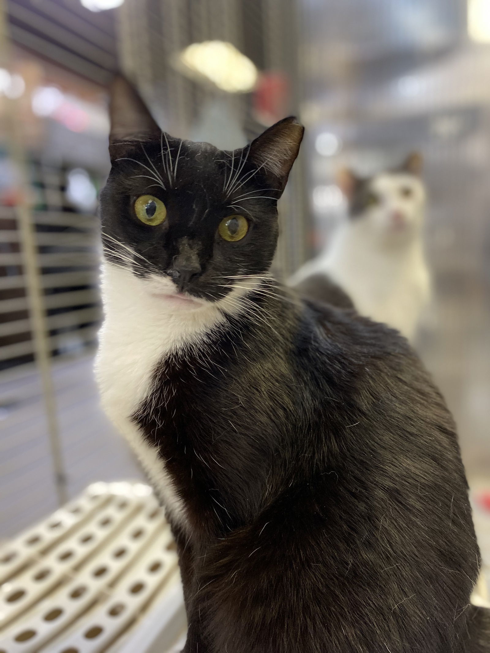 Waffles, an adoptable Domestic Short Hair in Margate, FL, 33068 | Photo Image 1