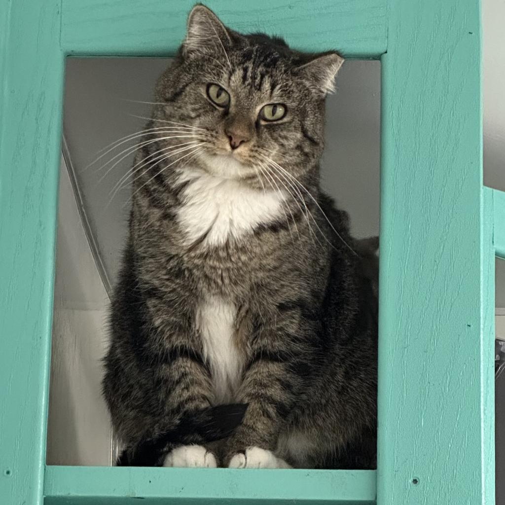 Brock, an adoptable Domestic Short Hair in Kanab, UT, 84741 | Photo Image 1