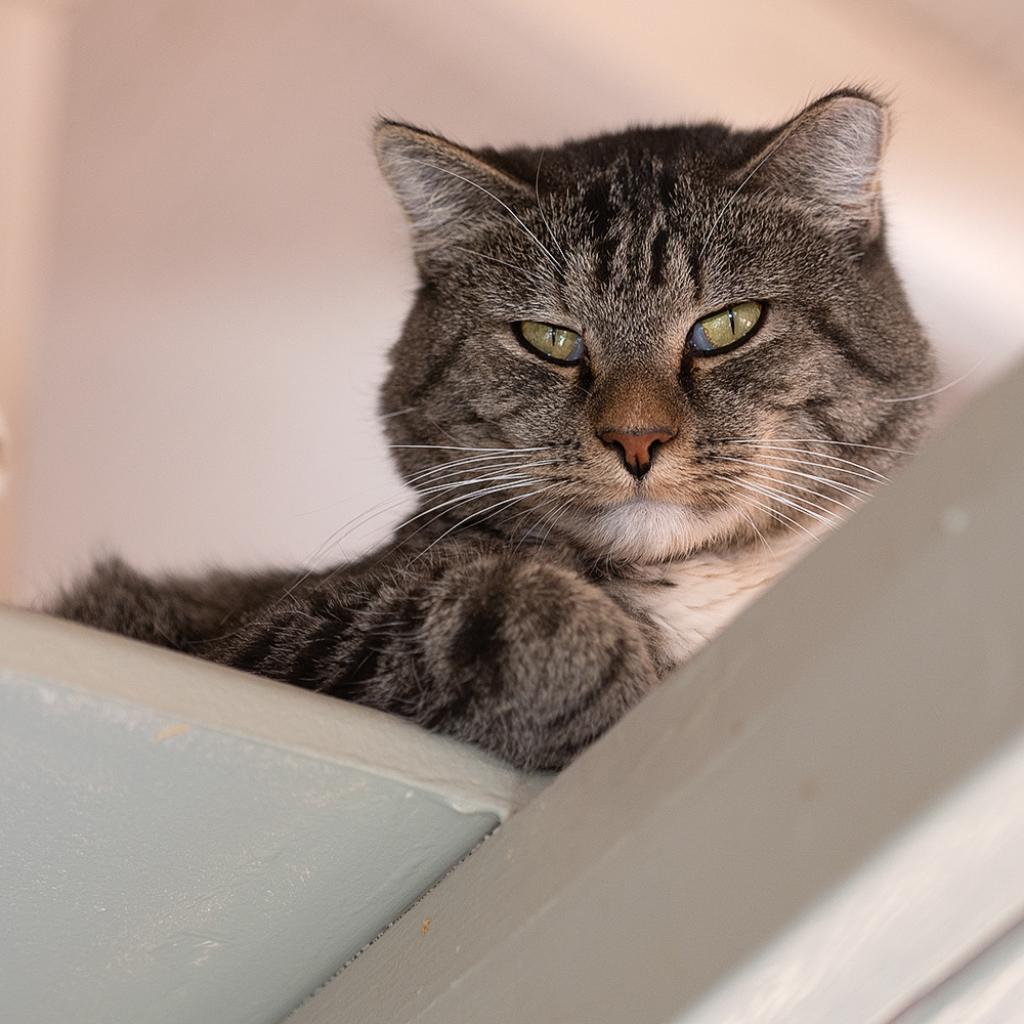 Brock, an adoptable Domestic Short Hair in Kanab, UT, 84741 | Photo Image 3