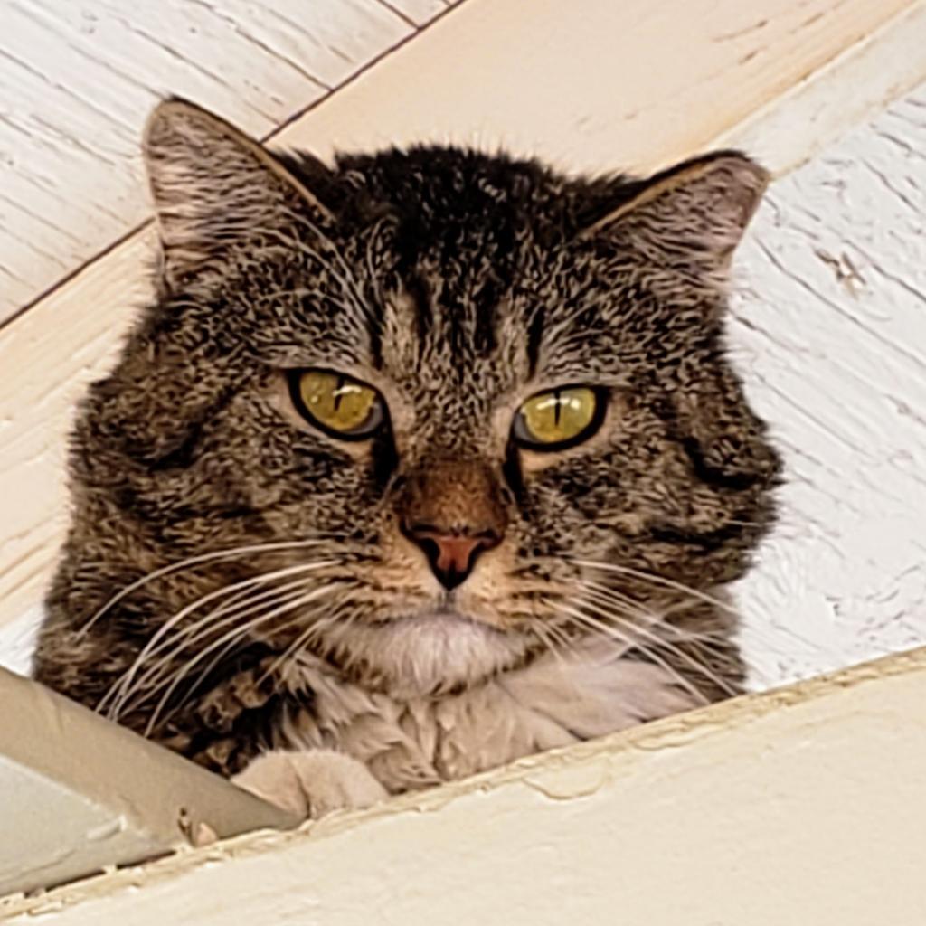 Brock, an adoptable Domestic Short Hair in Kanab, UT, 84741 | Photo Image 4