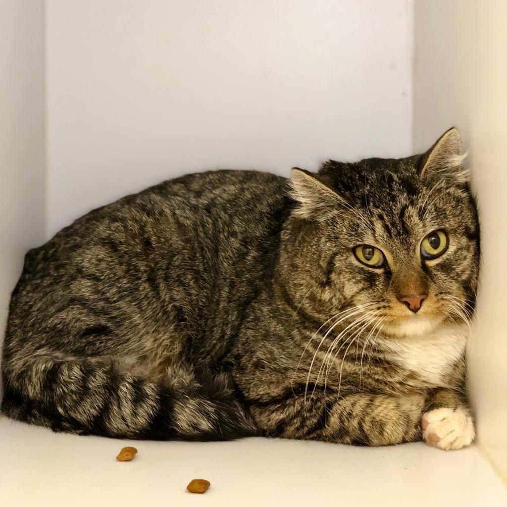 Brock, an adoptable Domestic Short Hair in Kanab, UT, 84741 | Photo Image 5