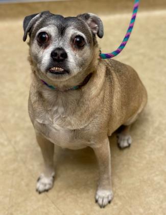 Holly, an adopted Pug Mix in Caldwell, ID_image-1