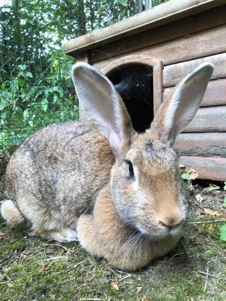 Mary Jane, an adopted Flemish Giant in Gig Harbor, WA_image-3