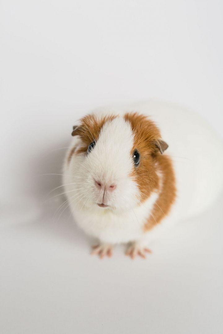 Popcorn (and June), an adopted Guinea Pig & Teddy Mix in Gig Harbor, WA_image-2