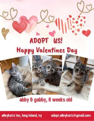 Abby & Gabby (BONDED)!