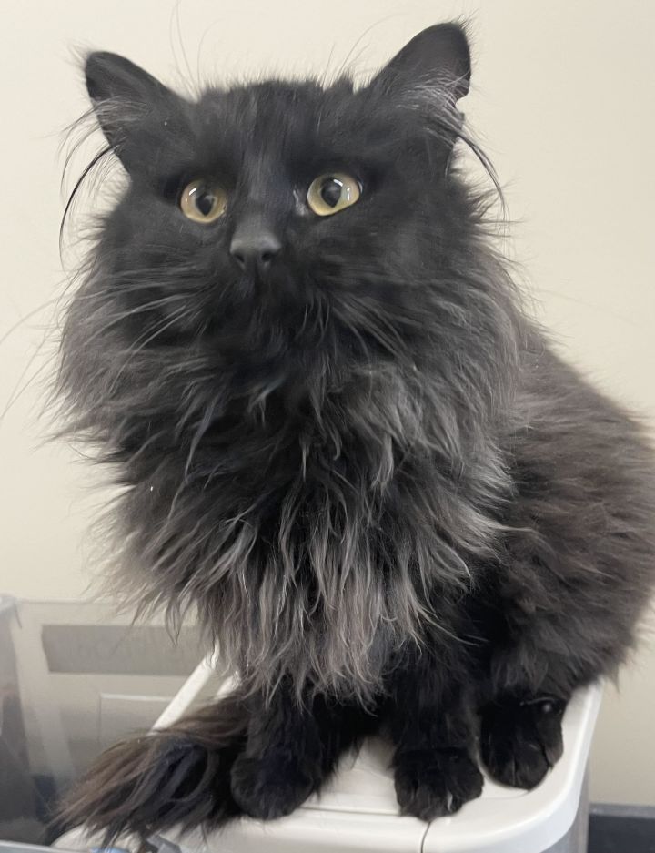 Elvis, an adopted Domestic Long Hair in Perry, IA_image-1