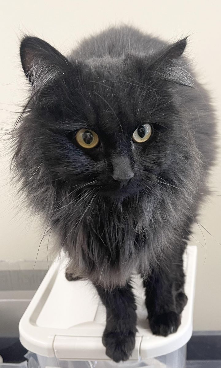 Elvis, an adopted Domestic Long Hair in Perry, IA_image-2