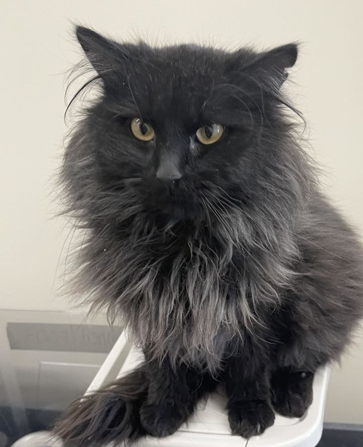 Elvis, an adopted Domestic Long Hair in Perry, IA_image-3