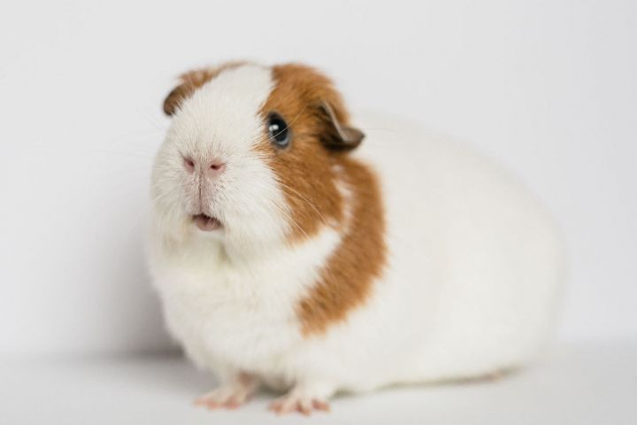 June (and Popcorn), an adopted Guinea Pig in Gig Harbor, WA_image-1