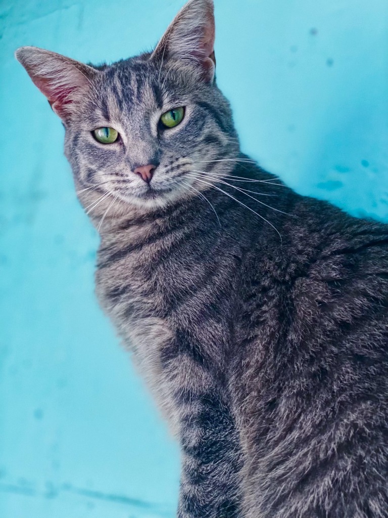 Avalon, an adoptable Domestic Short Hair, Tabby in Fort Lauderdale, FL, 33304 | Photo Image 1