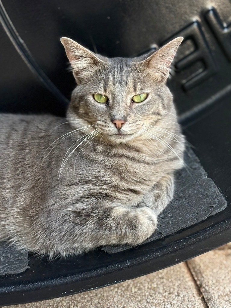 Avalon, an adoptable Domestic Short Hair, Tabby in Fort Lauderdale, FL, 33304 | Photo Image 1