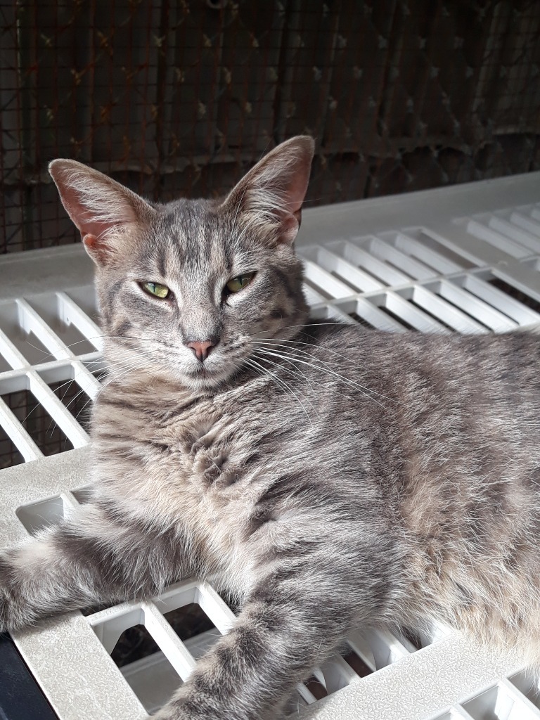 Avalon, an adoptable Domestic Short Hair, Tabby in Fort Lauderdale, FL, 33304 | Photo Image 2