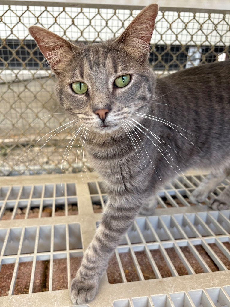 Avalon, an adoptable Domestic Short Hair, Tabby in Fort Lauderdale, FL, 33304 | Photo Image 4