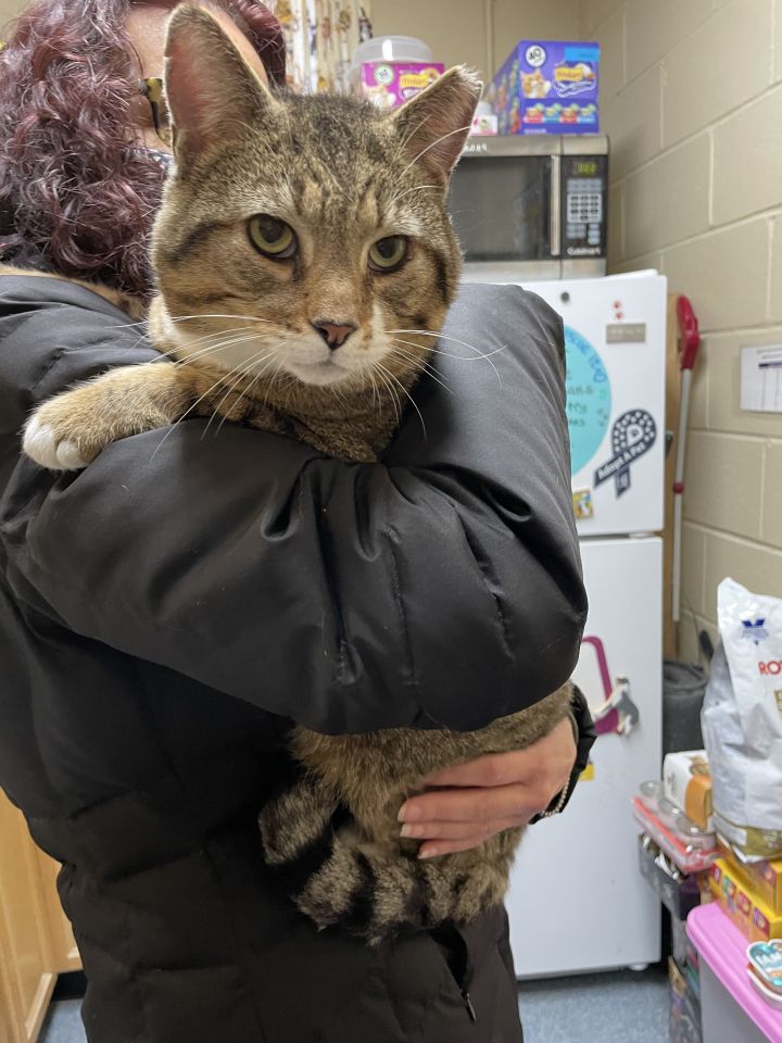 Louie Sweet FIV Boy   Foster Care 2