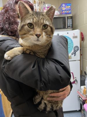 Louie Sweet FIV Boy   Foster Care