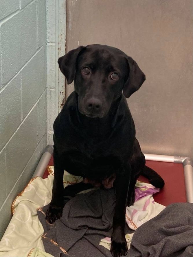 Dog For Adoption Mamma Gail A Labrador Retriever In Orangeburg Sc Petfinder