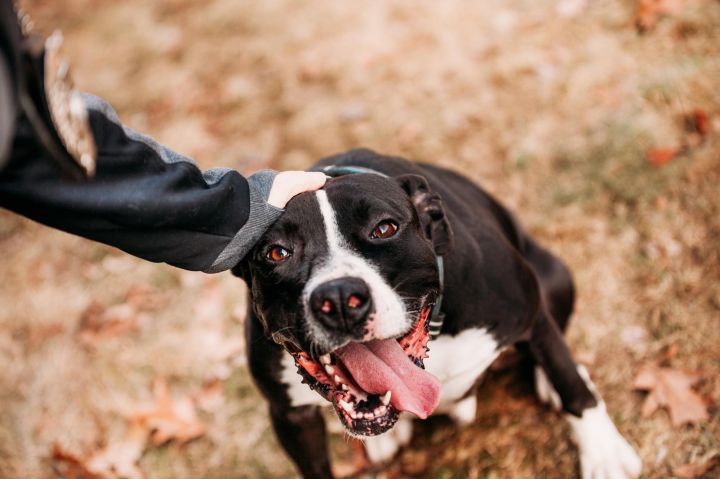 PLEASE READ IN ENTIRETY ~Butch, an adopted Boxer & Great Dane Mix in Chepachet, RI_image-2