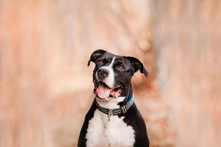 PLEASE READ IN ENTIRETY ~Butch, an adopted Boxer & Great Dane Mix in Chepachet, RI_image-3