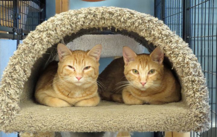 Cat for adoption - Hawai'i and Kaho'olawe (bonded pair), a