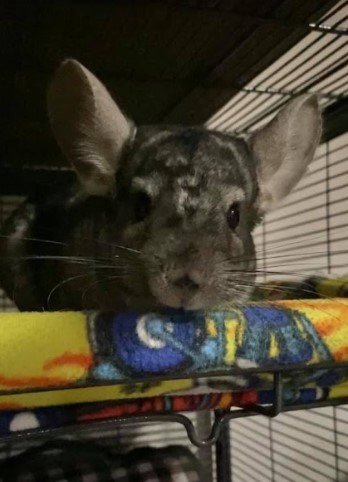 Gill, an adopted Chinchilla in Saint Paul, MN_image-1