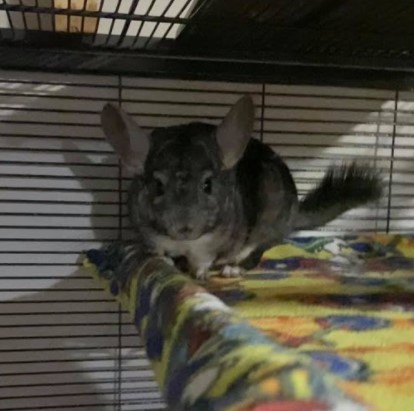Gill, an adopted Chinchilla in Saint Paul, MN_image-3