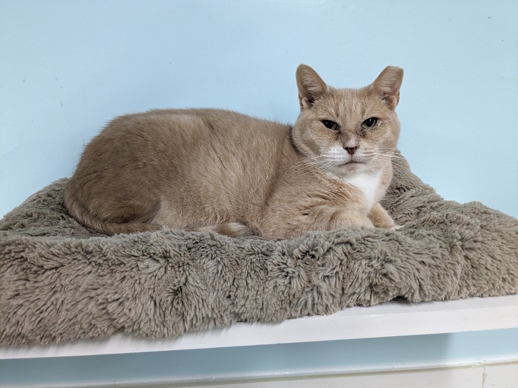 Dusty, an adoptable Domestic Short Hair in Meriden, CT, 06451 | Photo Image 1