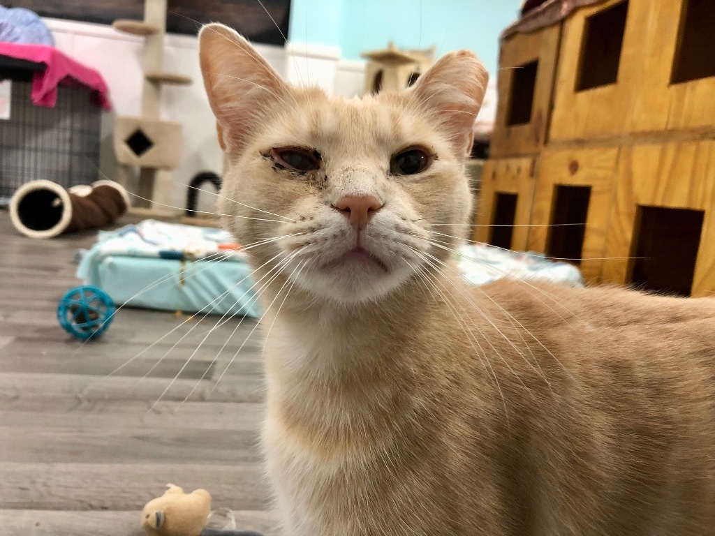 Rusty, an adoptable Domestic Short Hair in Meriden, CT, 06451 | Photo Image 1