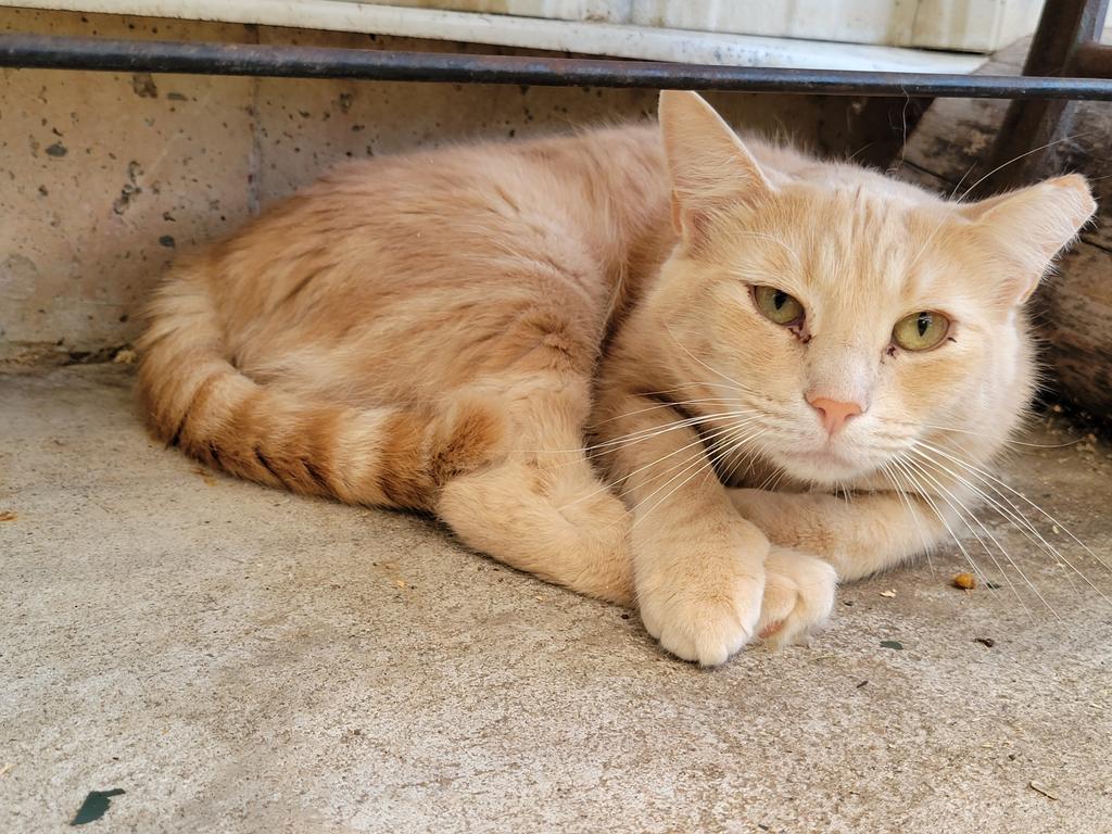 Rusty, an adoptable Domestic Short Hair in Meriden, CT, 06451 | Photo Image 2